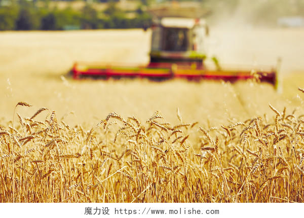 联合收割机在麦田收获麦子二十四节气24节气芒种
